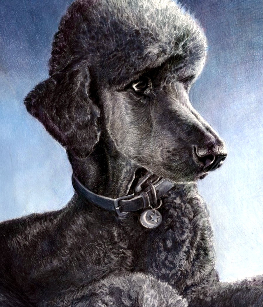 Black_Poodle2